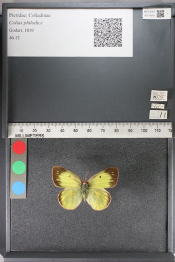 Media type: image;   Entomology 119255